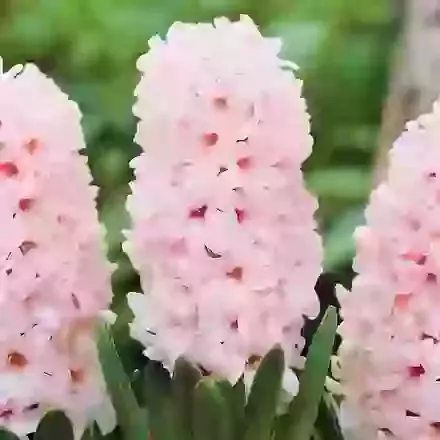 China Pink